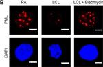 Mouse IgG (H+L) Cross-Adsorbed Secondary Antibody in Immunocytochemistry (ICC/IF)