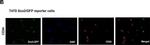 Mouse IgG (H+L) Cross-Adsorbed Secondary Antibody in Immunocytochemistry (ICC/IF)