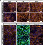 Mouse IgG (H+L) Cross-Adsorbed Secondary Antibody in Immunocytochemistry (ICC/IF)