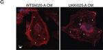 Mouse IgG (H+L) Cross-Adsorbed Secondary Antibody in Immunocytochemistry (ICC/IF)