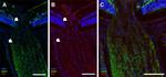 Mouse IgG (H+L) Cross-Adsorbed Secondary Antibody in Immunohistochemistry (Frozen) (IHC (F))