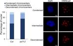 Mouse IgG (H+L) Cross-Adsorbed Secondary Antibody in Immunocytochemistry (ICC/IF)