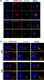 Mouse IgG (H+L) Cross-Adsorbed Secondary Antibody in Immunocytochemistry (ICC/IF)