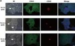 Mouse IgG (H+L) Cross-Adsorbed Secondary Antibody in Immunocytochemistry (ICC/IF)