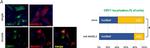 Mouse IgG (H+L) Cross-Adsorbed Secondary Antibody in Immunocytochemistry (ICC/IF)