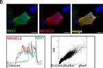 Mouse IgG (H+L) Cross-Adsorbed Secondary Antibody in Immunocytochemistry (ICC/IF)