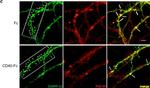 Rat IgG (H+L) Cross-Adsorbed Secondary Antibody in Immunocytochemistry (ICC/IF)