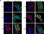 Rat IgG (H+L) Cross-Adsorbed Secondary Antibody in Immunohistochemistry (IHC)