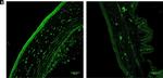 Rat IgG (H+L) Cross-Adsorbed Secondary Antibody in Immunohistochemistry (IHC)