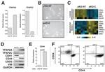 CD24 Antibody in Flow Cytometry (Flow)