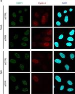 Rabbit IgG (H+L) Highly Cross-Adsorbed Secondary Antibody in Immunocytochemistry (ICC/IF)