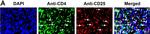 Mouse IgG (H+L) Highly Cross-Adsorbed Secondary Antibody in Immunohistochemistry (Paraffin) (IHC (P))