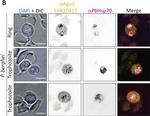 Mouse IgG (H+L) Highly Cross-Adsorbed Secondary Antibody in Immunocytochemistry (ICC/IF)