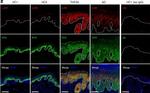 Rabbit IgG (H+L) Highly Cross-Adsorbed Secondary Antibody in Immunohistochemistry (IHC)