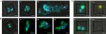 Rabbit IgG (H+L) Cross-Adsorbed Secondary Antibody in Immunocytochemistry (ICC/IF)