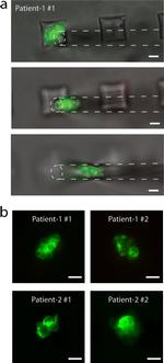 Rabbit IgG (H+L) Cross-Adsorbed Secondary Antibody in Immunocytochemistry (ICC/IF)