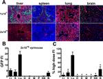 Endomucin Antibody in Immunohistochemistry (Frozen) (IHC (F))