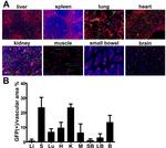 Endomucin Antibody in Immunohistochemistry (Frozen) (IHC (F))