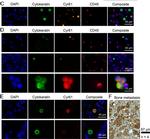 Rabbit IgG (H+L) Highly Cross-Adsorbed Secondary Antibody in Immunocytochemistry (ICC/IF)