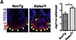 Rabbit IgG (H+L) Cross-Adsorbed Secondary Antibody in Immunohistochemistry (Paraffin) (IHC (P))