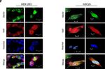 Mouse IgG (H+L) Highly Cross-Adsorbed Secondary Antibody in Immunocytochemistry (ICC/IF)