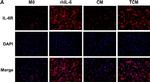 Rabbit IgG (H+L) Cross-Adsorbed Secondary Antibody in Immunocytochemistry (ICC/IF)