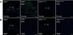 Sheep IgG (H+L) Cross-Adsorbed Secondary Antibody in Immunohistochemistry (IHC)