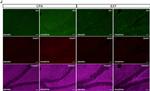 Mouse IgG (H+L) Highly Cross-Adsorbed Secondary Antibody in Immunohistochemistry (IHC)