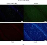 Mouse IgG (H+L) Highly Cross-Adsorbed Secondary Antibody in Immunohistochemistry (Paraffin) (IHC (P))