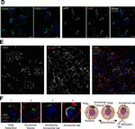 Rabbit IgG (H+L) Cross-Adsorbed Secondary Antibody in Immunocytochemistry (ICC/IF)