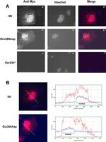 Mouse IgG (H+L) Cross-Adsorbed Secondary Antibody in Immunocytochemistry (ICC/IF)