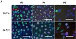 Mouse IgG (H+L) Highly Cross-Adsorbed Secondary Antibody in Immunocytochemistry (ICC/IF)