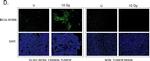 Mouse IgG (H+L) Highly Cross-Adsorbed Secondary Antibody in Immunocytochemistry (ICC/IF)