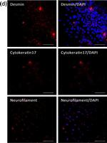 Mouse IgG (H+L) Highly Cross-Adsorbed Secondary Antibody in Immunocytochemistry (ICC/IF)