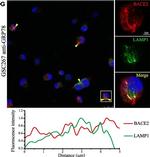 Rabbit IgG (H+L) Highly Cross-Adsorbed Secondary Antibody in Immunocytochemistry (ICC/IF)