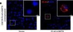 Mouse IgG (H+L) Highly Cross-Adsorbed Secondary Antibody in Immunocytochemistry (ICC/IF)