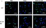 Rat IgG (H+L) Cross-Adsorbed Secondary Antibody in Immunohistochemistry (IHC)