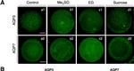 Rabbit IgG (H+L) Highly Cross-Adsorbed Secondary Antibody in Immunocytochemistry (ICC/IF)