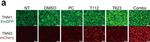 Rabbit IgG (H+L) Highly Cross-Adsorbed Secondary Antibody in Immunocytochemistry (ICC/IF)