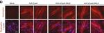 Rabbit IgG (H+L) Highly Cross-Adsorbed Secondary Antibody in Immunocytochemistry (ICC/IF)