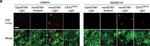 Rabbit IgG (H+L) Highly Cross-Adsorbed Secondary Antibody in Immunohistochemistry (PFA fixed) (IHC (PFA))