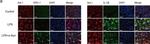 Rabbit IgG (H+L) Highly Cross-Adsorbed Secondary Antibody in Immunocytochemistry (ICC/IF)