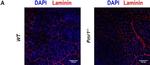 Rabbit IgG (H+L) Highly Cross-Adsorbed Secondary Antibody in Immunocytochemistry (ICC/IF)