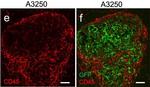 Rabbit IgG (H+L) Cross-Adsorbed Secondary Antibody in Immunohistochemistry (Frozen) (IHC (F))