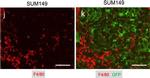 Rabbit IgG (H+L) Cross-Adsorbed Secondary Antibody in Immunohistochemistry (Frozen) (IHC (F))