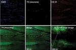 Chicken IgY (H+L) Secondary Antibody in Immunohistochemistry (IHC)