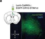 Chicken IgY (H+L) Secondary Antibody in Immunohistochemistry (PFA fixed) (IHC (PFA))