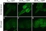 Chicken IgY (H+L) Secondary Antibody in Immunocytochemistry (ICC/IF)