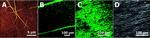 Chicken IgY (H+L) Secondary Antibody in Immunocytochemistry (ICC/IF)