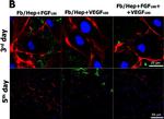 Chicken IgY (H+L) Secondary Antibody in Immunocytochemistry (ICC/IF)